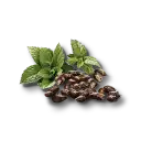 Mint Seed